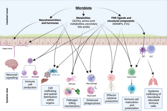 MucosalImmunol's tweet photo. Braedon McDonald and colleagues @UCalgaryMed discuss the "long-distance relationship" of the gut microbiota with systemic immunity. https://t.co/eZbdJl2vn1 #GutEverythingAxis https://t.co/ifcPJwNBFf
