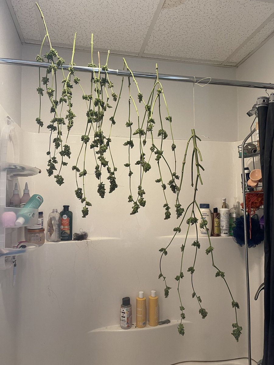 damon_whitford's tweet photo. Making more room #CannabisCommunity #cannabisculture #SLD #Sourlemondropz #Discord #discordserver #irvinearmy #level2tester @irvineseedco @irvine_blade @ChefDC710 @breeder_j https://t.co/Sx829brekM