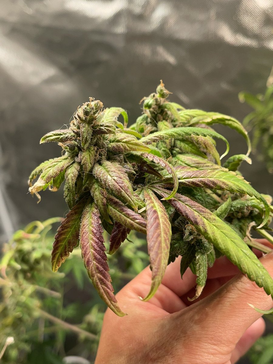 damon_whitford's tweet photo. Making more room #CannabisCommunity #cannabisculture #SLD #Sourlemondropz #Discord #discordserver #irvinearmy #level2tester @irvineseedco @irvine_blade @ChefDC710 @breeder_j https://t.co/Sx829brekM