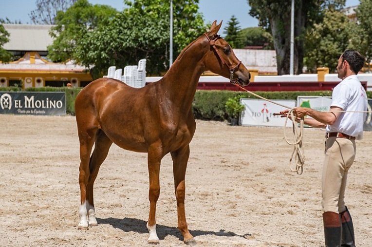 aeccaa's tweet photo. 🔹️Quiriaco BC logró una medalla de Plata en Jerez. 

Quiriaco BC 53,8% logró la medalla de plata en el Concurso Morfológico Anglo-árabe de Jerez en la Sección II, la de Machos de un Año. #angloarabe 

https://t.co/KFMfokgtFx https://t.co/tCK2dzqrdA