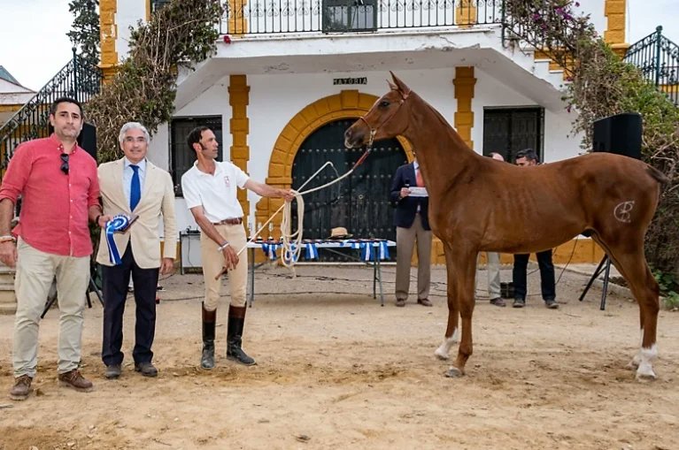 aeccaa's tweet photo. 🔹️Quiriaco BC logró una medalla de Plata en Jerez. 

Quiriaco BC 53,8% logró la medalla de plata en el Concurso Morfológico Anglo-árabe de Jerez en la Sección II, la de Machos de un Año. #angloarabe 

https://t.co/KFMfokgtFx https://t.co/tCK2dzqrdA