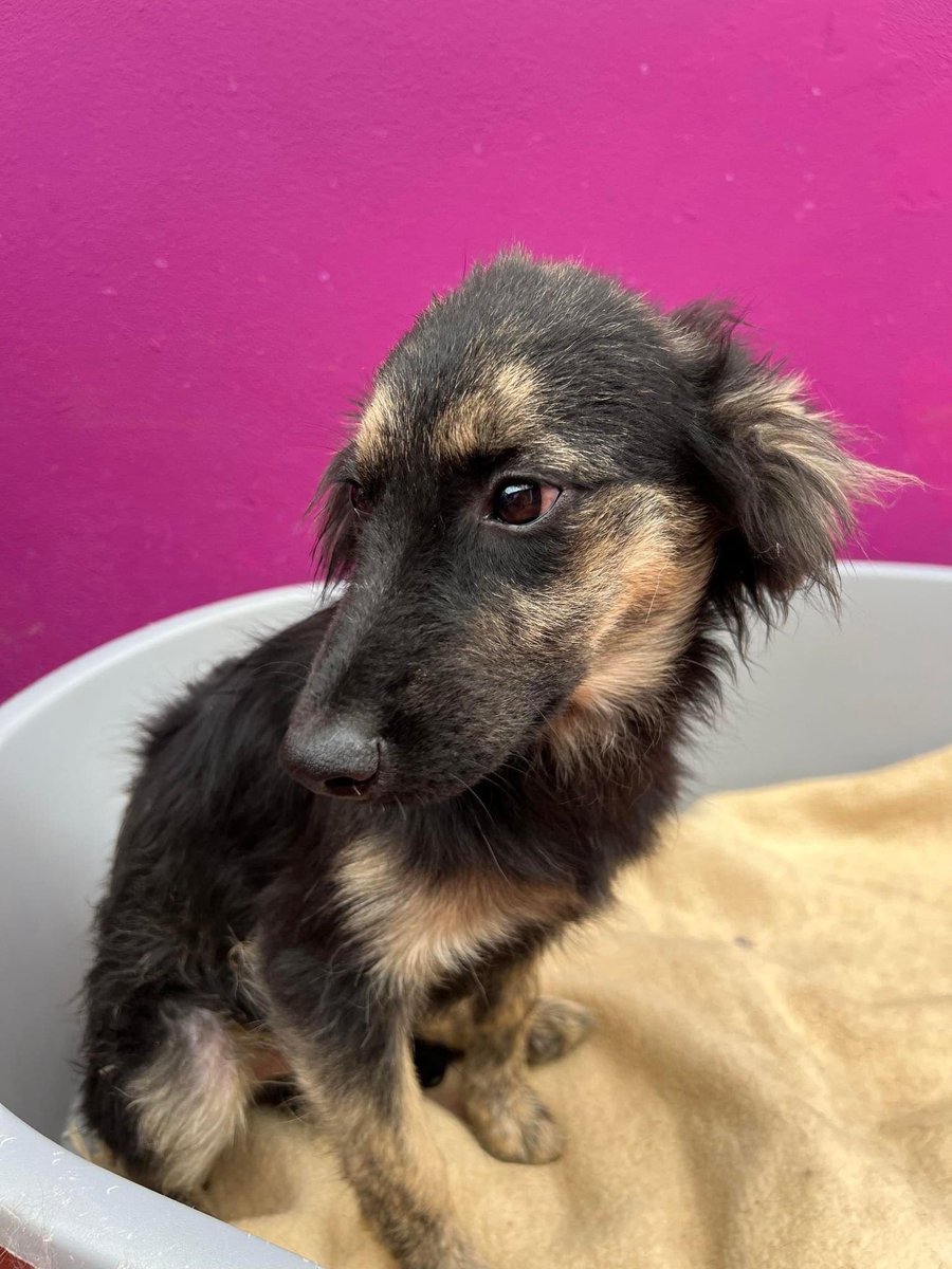 Hallo! Ich bin der ❤️❤️YOSHI❤️❤️ und ich bin ein wenig traurig, weil noch niemand nach mir gefragt hat.
Ich möchte doch auch ein Zuhause haben😔 Möchtest du mich kennenlernen? Dann frag doch ganz schnell nach mir❤️🙏🏻  #TreuePfoten