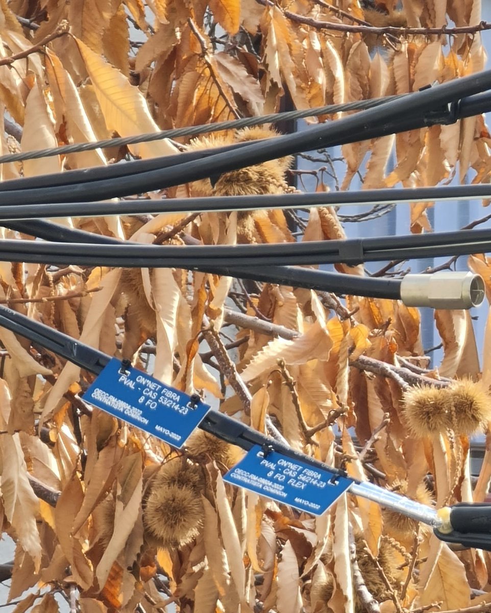 naty119's tweet photo. Me pueden explicar si esto es reclamable? . Antes abría ventana y veía arbol. Ahora @MovistarChile puso fibra y no halló nada más lindo el contratista que pasar haciendo mierda el arbol y dejar una contaminación visual horrible. cero amor de dejarlo ordenadito. @Muni_provi https://t.co/sXLWAY3fCm