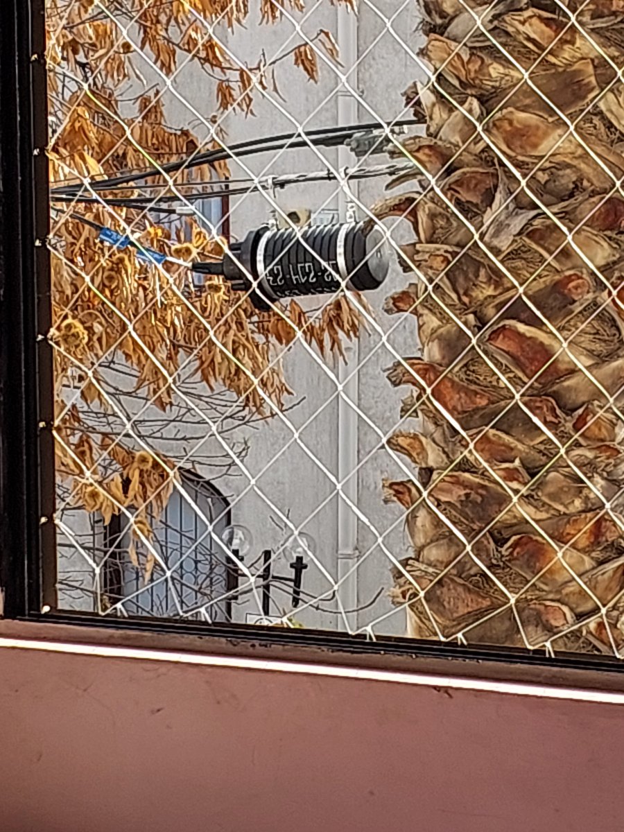 naty119's tweet photo. Me pueden explicar si esto es reclamable? . Antes abría ventana y veía arbol. Ahora @MovistarChile puso fibra y no halló nada más lindo el contratista que pasar haciendo mierda el arbol y dejar una contaminación visual horrible. cero amor de dejarlo ordenadito. @Muni_provi https://t.co/sXLWAY3fCm