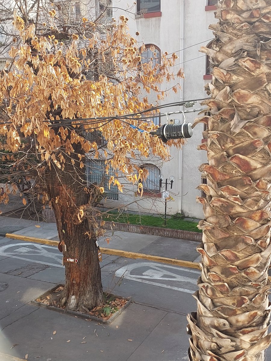 naty119's tweet photo. Me pueden explicar si esto es reclamable? . Antes abría ventana y veía arbol. Ahora @MovistarChile puso fibra y no halló nada más lindo el contratista que pasar haciendo mierda el arbol y dejar una contaminación visual horrible. cero amor de dejarlo ordenadito. @Muni_provi https://t.co/sXLWAY3fCm