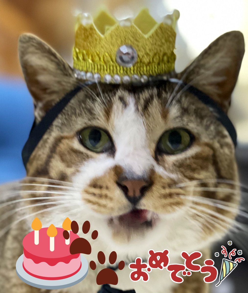 昨日で４歳になったアポロンにいちゃん🐾
ホタテの姉ちゃん(ソル)の息子なので、ホタテの方が叔父さんにあたります。
まんまるで可愛い😍
猫の丸顔は可愛いな...泣