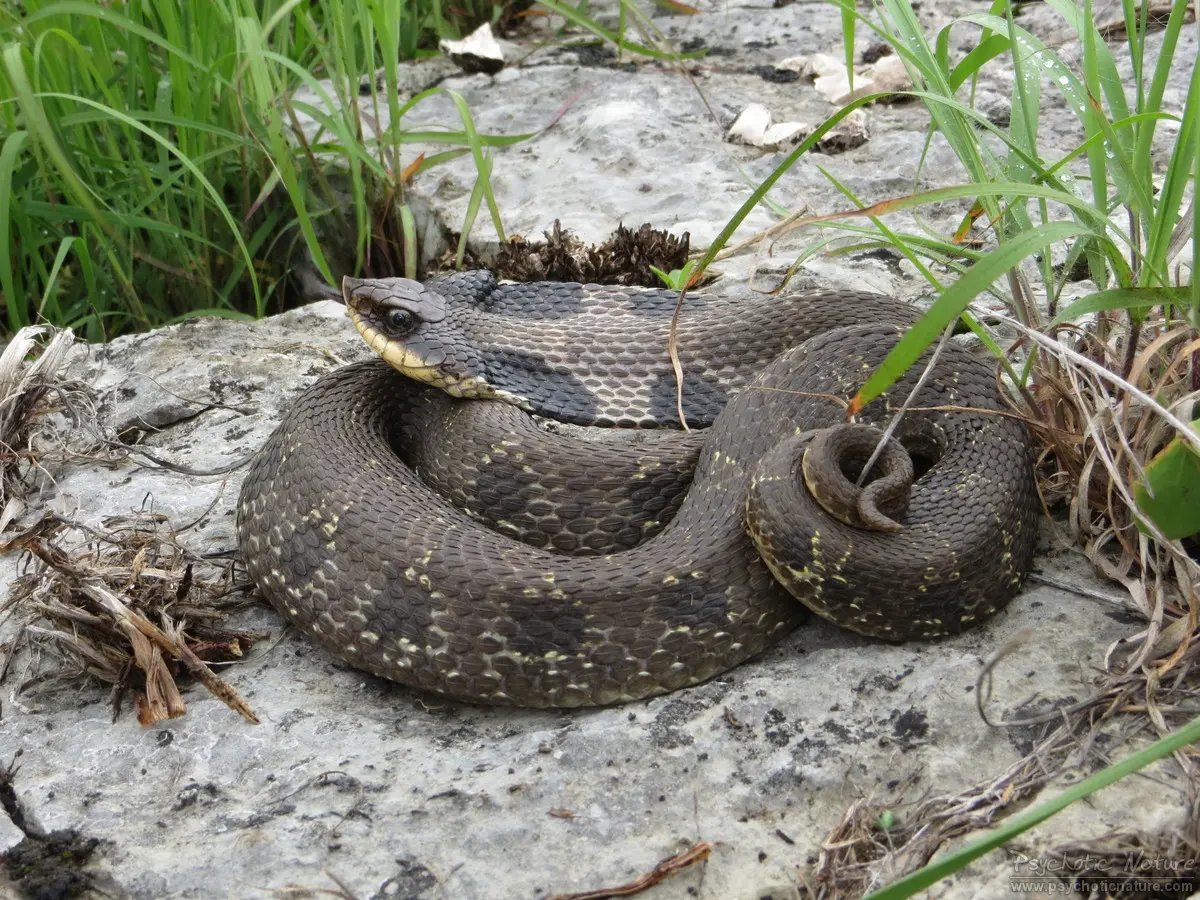 AlvarezEnt's tweet photo. @CryptoKaleo Could be Eastern Hognose https://t.co/1ff312SpYQ