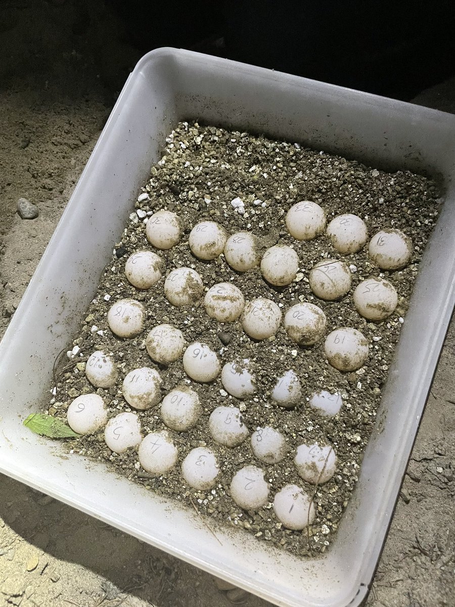 Robin Lloyd tweet media