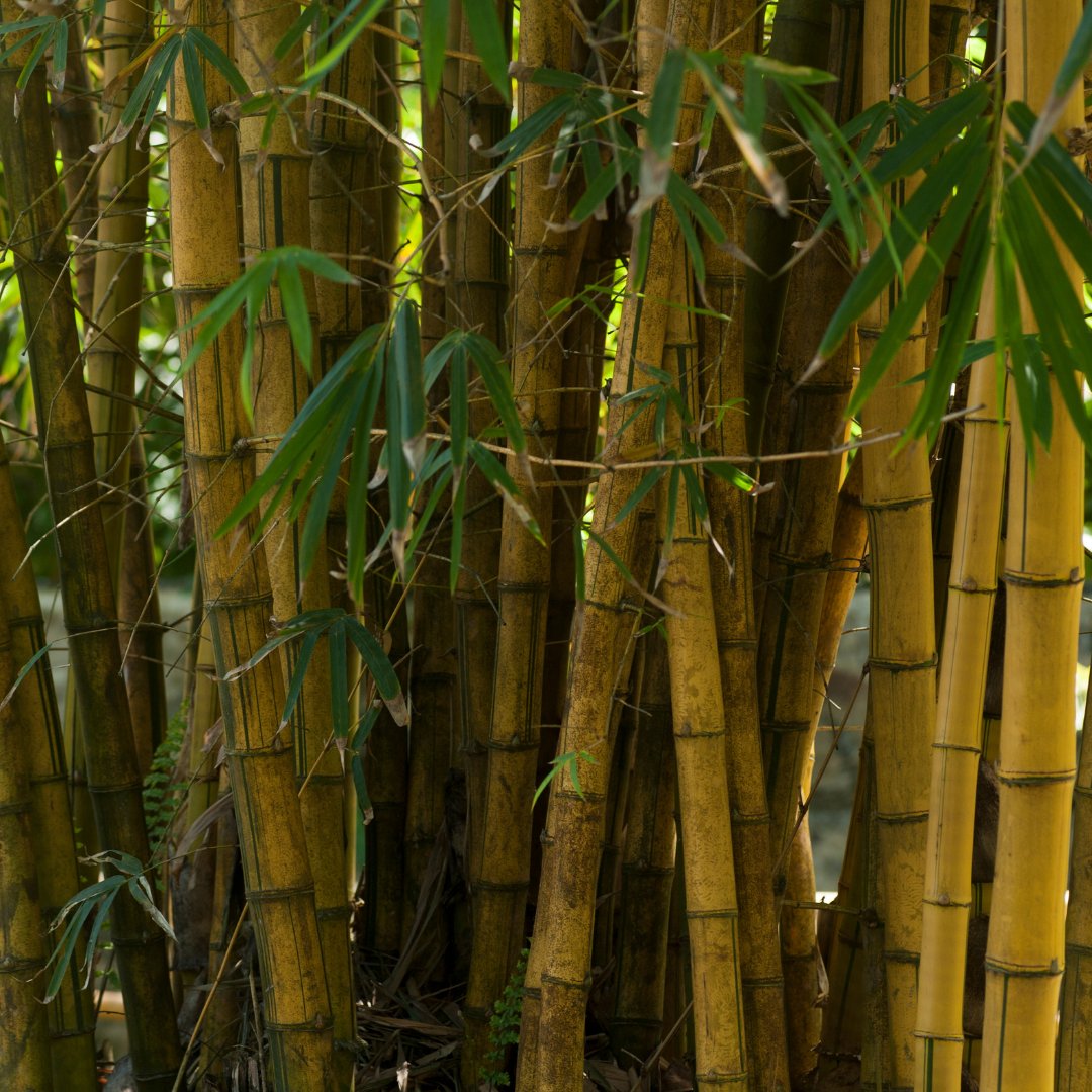 Honeycomblux's tweet image. On the surface bamboo is a very simple and humble plant. What makes this plant incredible is the endless ways it can be utilized in so many different applications. 

#environmentallyconscious #sustainableluxury