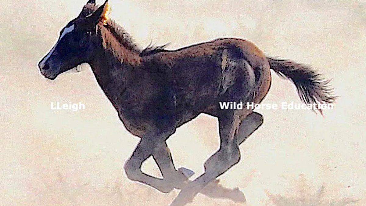 WildHorseEdu's tweet photo. Helicopter roundup season begins Friday with Buffalo Hill HMA in NV... during foaling season. You can take action today to help STOP the choppers and get involved. >> https://t.co/ZgyoLHMMUI
A roundup of #wildhorses starts long before the chopper flies. https://t.co/vOoUvdoONy