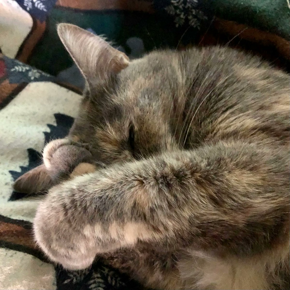 WayofCats's tweet image. Rhiannon on my lap, at bedtime. She is keeping the cute. It works for her.
#CatHearts #CatsOfTwitter #CatMythbusting #CatLovers