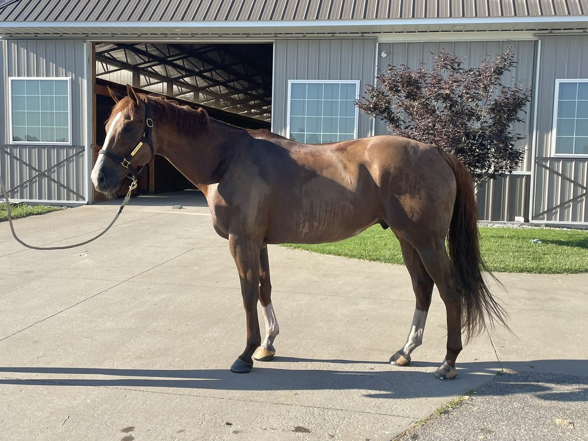 Jordan Sigmon (@jordan_sigmon_) on Twitter photo Jumping and looking like a million 💵💵💵 just under 2 weeks out from <a href="/TheRealRiderCup/">The Real Rider Cup</a>! We still need plenty of donations to reach our $1000 goal click to the link below to donate if you can!
therealridercup.com/competitor/jes… Jumping and looking like a million 💵💵💵 just under 2 weeks out from <a href="/TheRealRiderCup/">The Real Rider Cup</a>! We still need plenty of donations to reach our $1000 goal click to the link below to donate if you can!
therealridercup.com/competitor/jes…