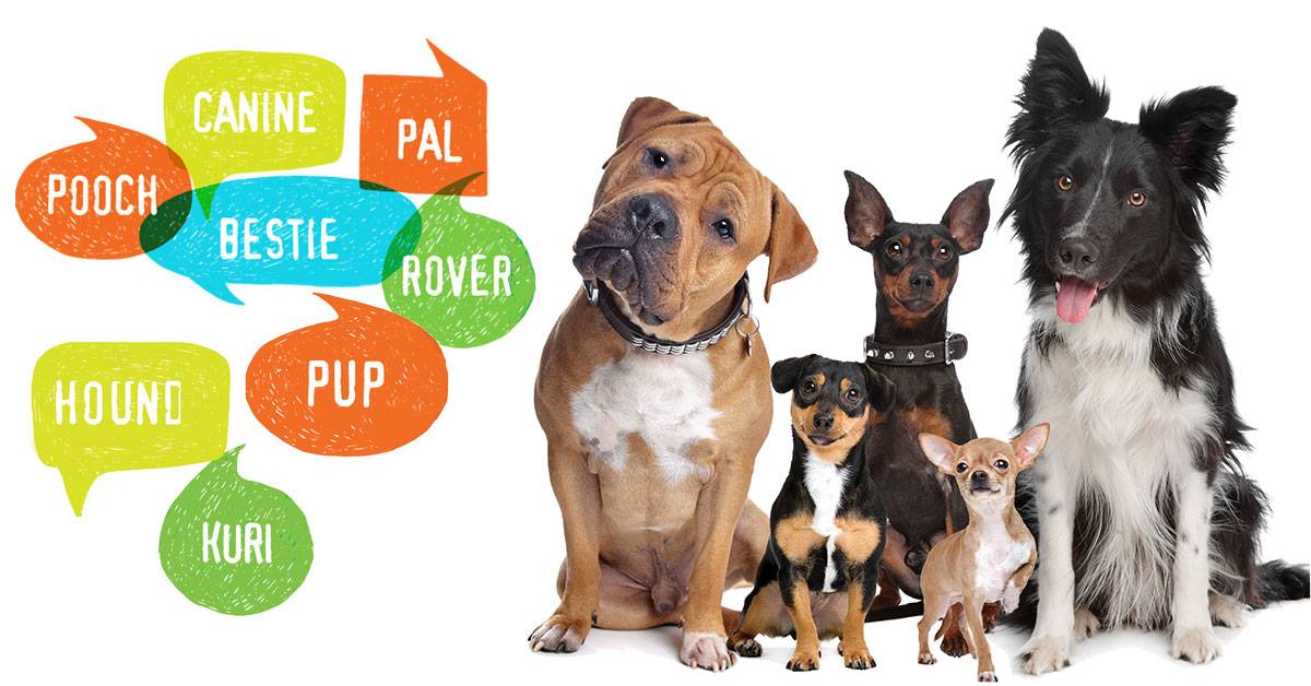 🐶✅GIVEAWAY: We're giving away a hamper of dog goodies to say thanks to dog owners who have registered their furry friend! To enter, post a comment here with photo evidence of your dog’s new registration. Why not post a pic of your dog wearing its new green tag? Closes 5 July.