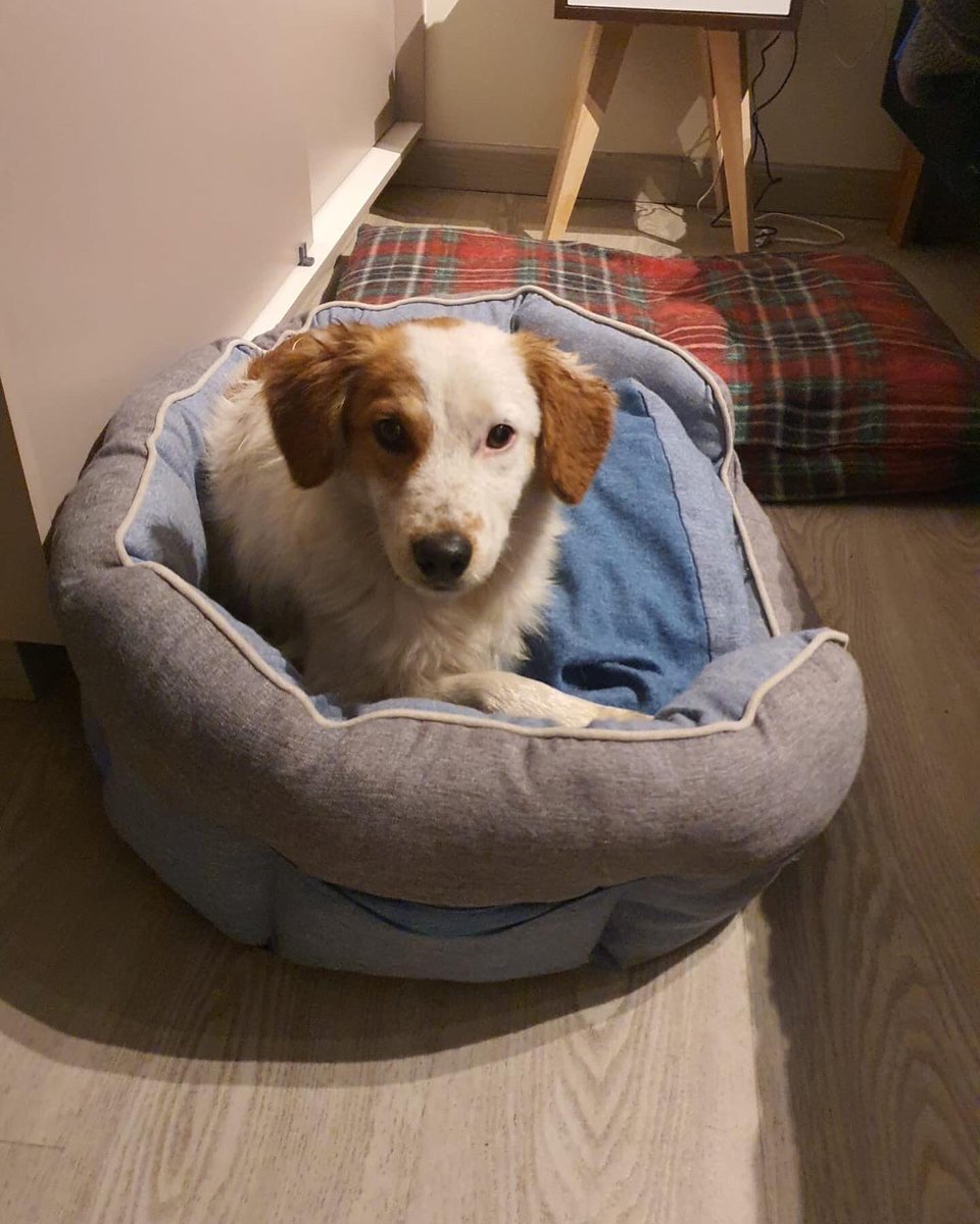 May__Acosta's tweet photo. Mi vecino se encontró este perrito en Vicuña con Atahualpa,La Florida. Please ayúdenme con un RT para encontrar su casa. https://t.co/tuUB1XiAyZ