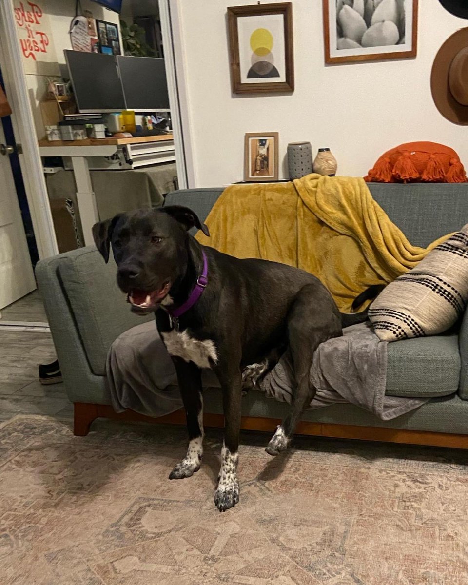 angelcitypits's tweet photo. Summer is in full swing and our partner shelters are at capacity. We need all hands on deck to save more lives!
How can you help? Foster a dog! We are in especially high need of foster homes for the period of 7/1-7/11. https://t.co/7XiZVrIiFb https://t.co/FaekXRNCLp