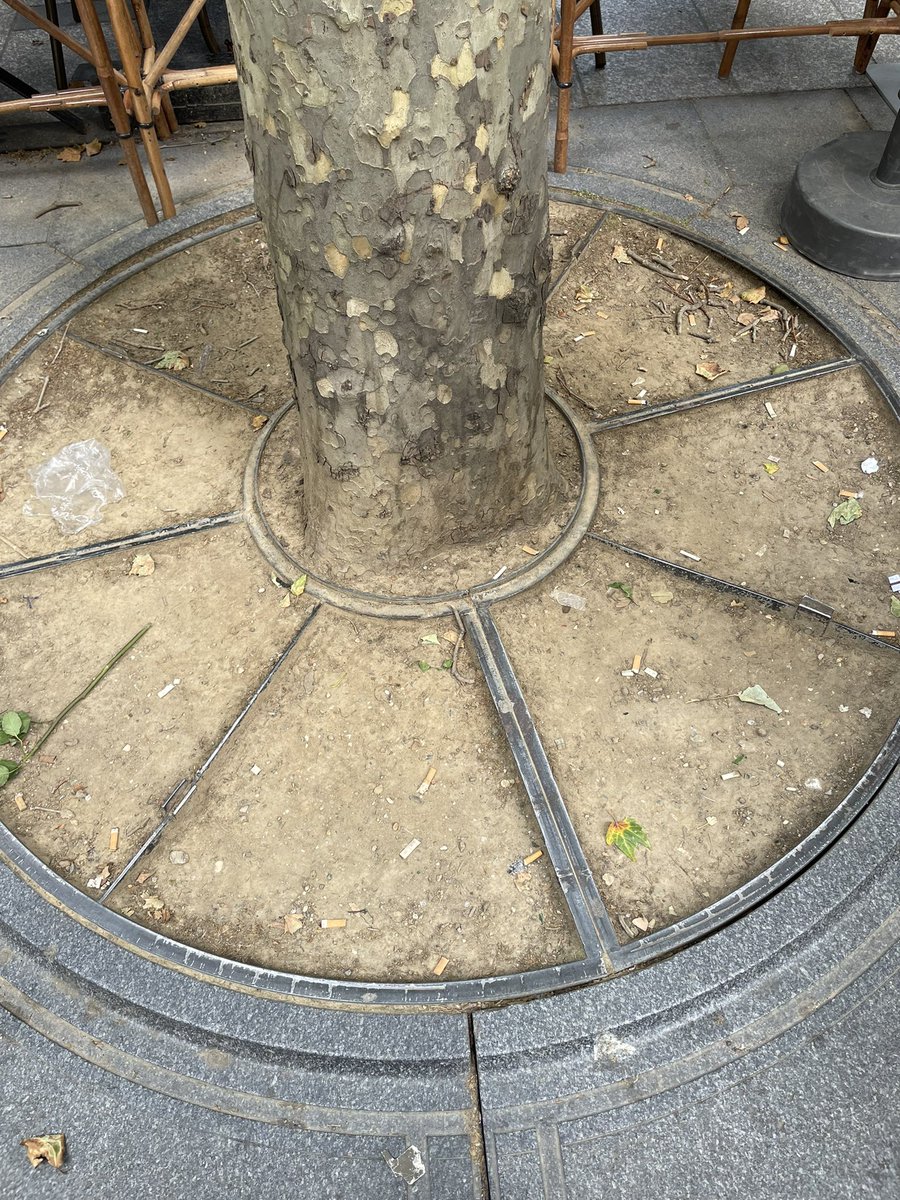 treesrtheanswr's tweet photo. Really surprising how well the London plane trees are doing along the Champs-Élysées considering their growing spaces. #treesaretheanswer #treesareamazing https://t.co/Cpb7HyFBv7