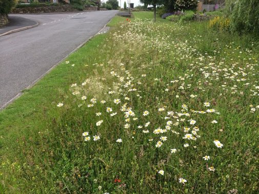 LGSpace's tweet photo. Wildflowers, not 'weeds'! Letting plants like dandelions, daisies & thistles grow in gardens, community spaces & verges boosts biodiversity. It creates wildlife corridors, provides nectar for pollinators, and looks beautiful! More: https://t.co/eryP2bGPql
#LetsBringNatureBack https://t.co/DWzdMHQhCg