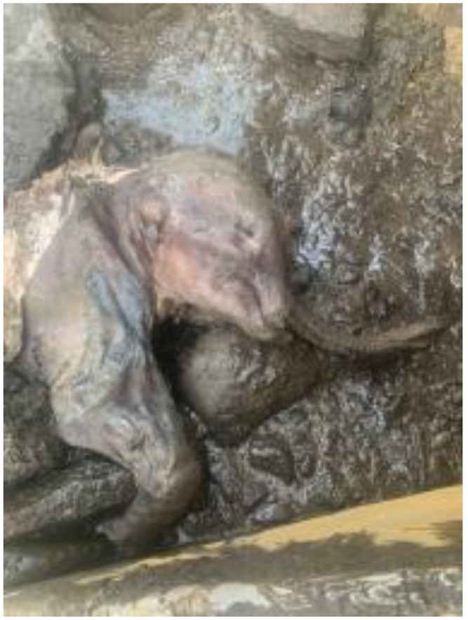 aleshell's tweet photo. What a beautiful and wonderful news - Mummified baby woolly mammoth found by gold miner in the Klondike

https://t.co/lxDXNPOz8u https://t.co/5ej3aS8kXa
