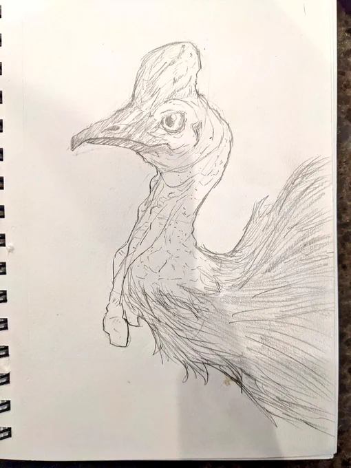 Cassowary 