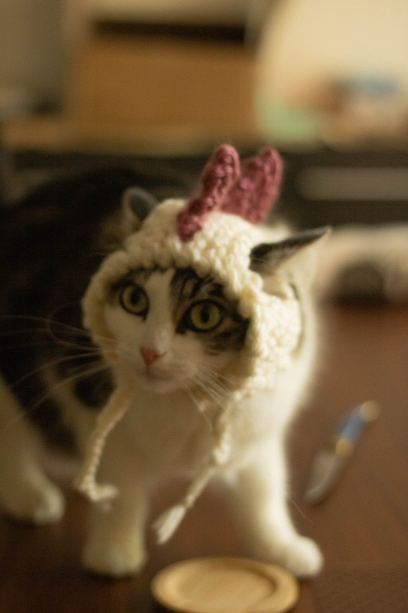 marianneistaken's tweet photo. Bref sinon Margot a tricoté un chapeau pour Sapin https://t.co/hYEmfN97F0