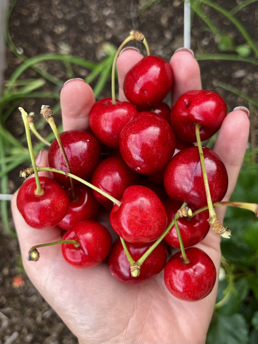 My first proper harvest of cherries - and there’s still loads left on the tree! 😊 #garden #gardening #gyo #growyourown #plants