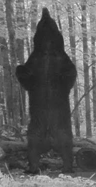 hartwick_leon's tweet photo. Black bear https://t.co/itaVEj1ADF