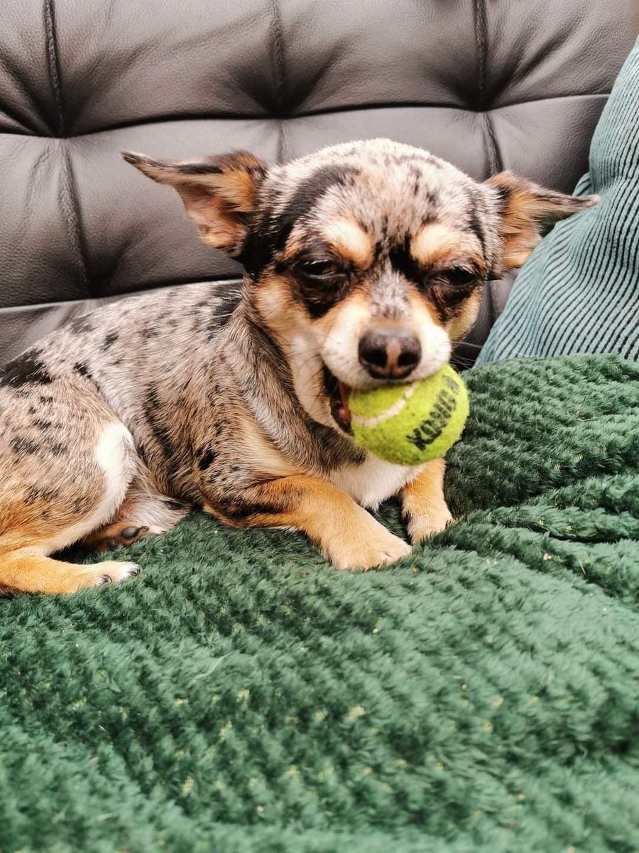 KarenFi51820768's tweet photo. #FindAki one year missing ๐28.06.21 #BringAkiHome #GriffithPark #Drumconda #SouthernIreland #Chihuahua #Missing #StopPetTheft #Stolen #Microchipped #ScanMe #OneYearMissing #PetTheft #RT please @AlanDaffern @UkBinnie @HunnyJax @MissingDogsIrl @StuIrish @IRISHMADISON @StolenNi https://t.co/gcWtmF1xPE