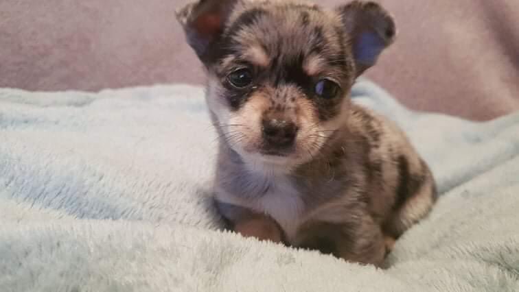KarenFi51820768's tweet photo. #FindAki one year missing ๐28.06.21 #BringAkiHome #GriffithPark #Drumconda #SouthernIreland #Chihuahua #Missing #StopPetTheft #Stolen #Microchipped #ScanMe #OneYearMissing #PetTheft #RT please @AlanDaffern @UkBinnie @HunnyJax @MissingDogsIrl @StuIrish @IRISHMADISON @StolenNi https://t.co/gcWtmF1xPE
