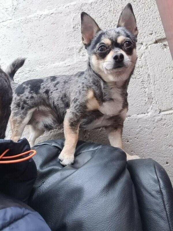 KarenFi51820768's tweet photo. #FindAki one year missing ๐28.06.21 #BringAkiHome #GriffithPark #Drumconda #SouthernIreland #Chihuahua #Missing #StopPetTheft #Stolen #Microchipped #ScanMe #OneYearMissing #PetTheft #RT please @AlanDaffern @UkBinnie @HunnyJax @MissingDogsIrl @StuIrish @IRISHMADISON @StolenNi https://t.co/gcWtmF1xPE
