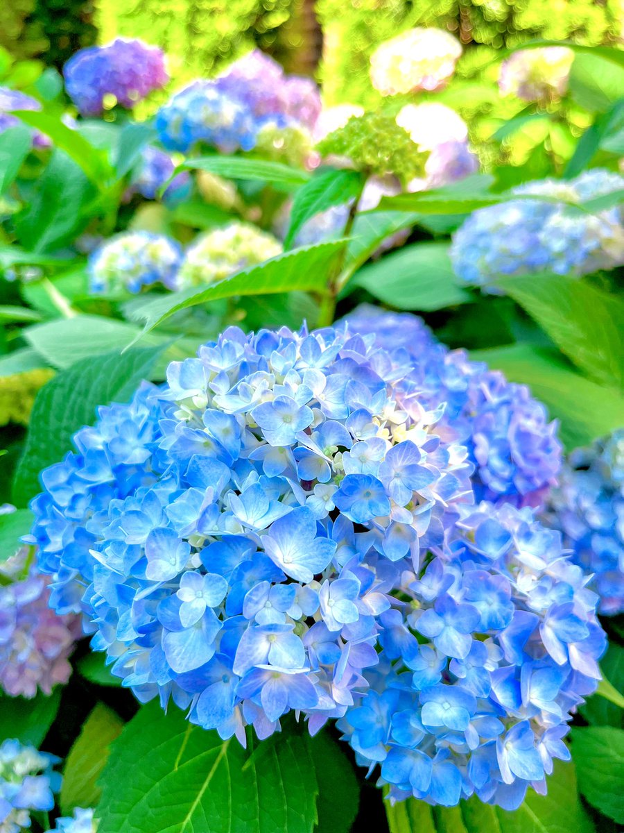 MercyhurstU's tweet photo. Too pretty not to post; come see for yourself! 💙🌸 Check out https://t.co/MbPHuQarzs for all of our upcoming campus events. https://t.co/RgNblWMHNB