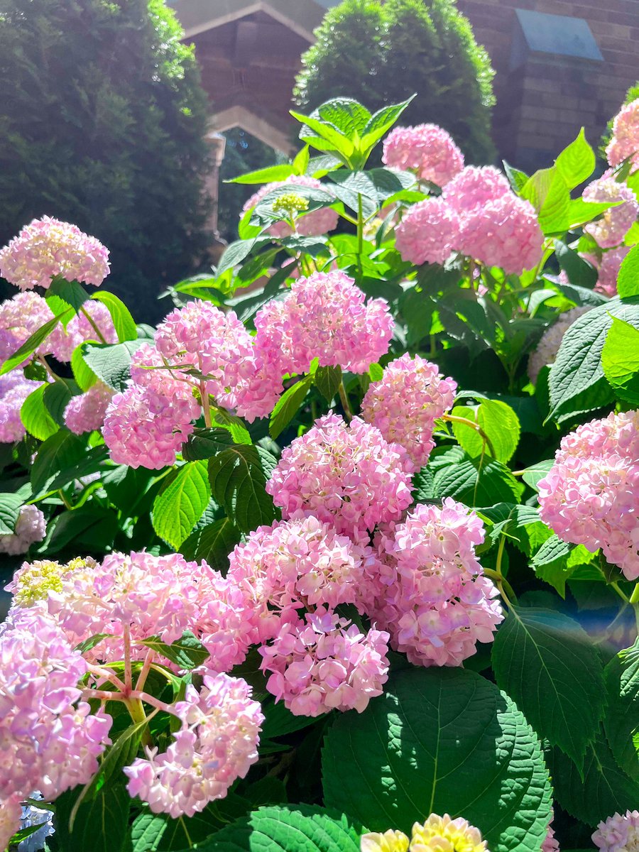 MercyhurstU's tweet photo. Too pretty not to post; come see for yourself! 💙🌸 Check out https://t.co/MbPHuQarzs for all of our upcoming campus events. https://t.co/RgNblWMHNB