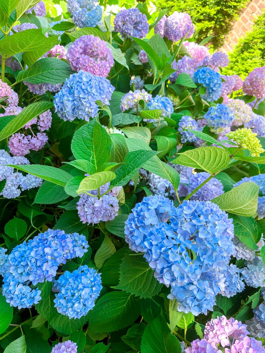 MercyhurstU's tweet photo. Too pretty not to post; come see for yourself! 💙🌸 Check out https://t.co/MbPHuQarzs for all of our upcoming campus events. https://t.co/RgNblWMHNB