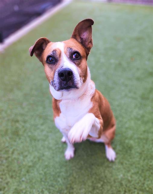 CityMinneapolis's tweet photo. #FeaturedPet
Meet Pudding, a 6-year-old Pit Bull mix available for adoption at Minneapolis Animal Care and Control. While sweet and calm, she still has energy to play. But she definitely doesn't mind just hanging out on the couch all day every now and then. https://t.co/D4uPE6om1z