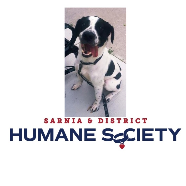 SarLamChamber's tweet photo. Be sure to visit the Sarnia & District Humane Society at Weekend Walkabout Dog Days of Summer July 9th. Bring a donation to help fill the truck! #weekendwalkabout #dogdaysofsummer https://t.co/tSoTnolqqe