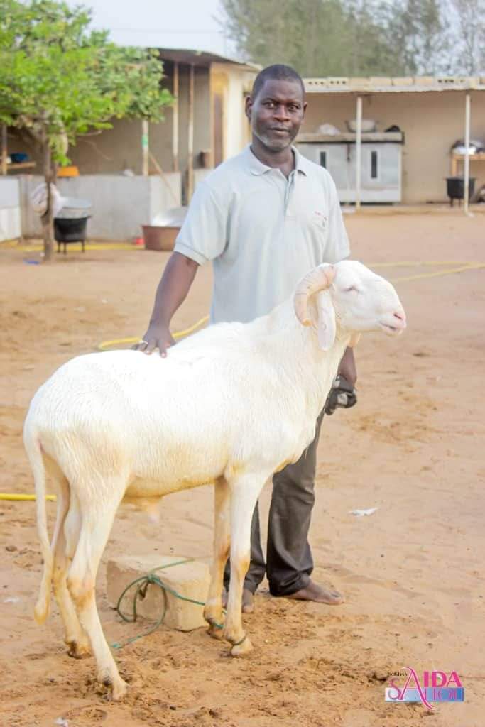 ModelLecitoyen's tweet photo. Regardez les magnifiques moutons offerts par SOKHNA ADJA SALIOU à SOKHNA AIDA SALIOU en prévision de la célébration de la tabaski 2022.
#tabaski2022 #Tabaski #sokhnaaidasaliou #thiantakone #SERIGNEBETHIO #mourideimages #mouride #mouridesadikh https://t.co/xHCHR8YTas