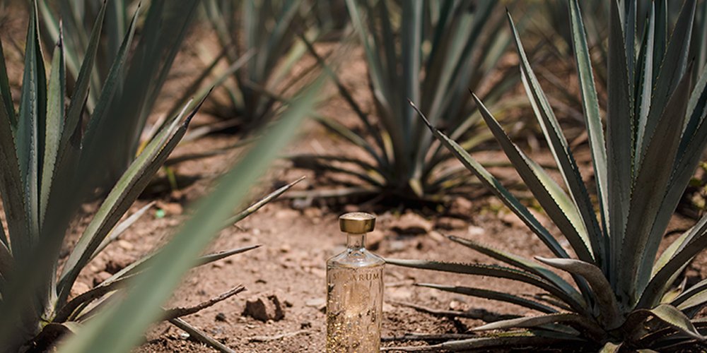 TequilaSolarum's tweet photo. ¿Qué es el tequila cristalino y cuál es su proceso?: https://t.co/DAbxw7AuMg https://t.co/tDJUoGrmVs