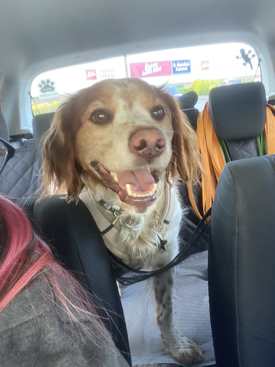 Albie would like to thank the lovey <a href="/timhortonsuk/">Tim Hortons UK</a> Stirling employee who gave him a pup cup tonight! And her manager who let her come out and feed it to him when I asked if she wanted to 😂