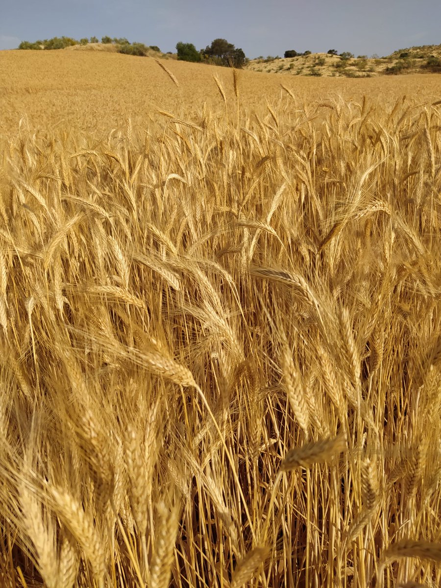 Jose_DelgadoTo's tweet photo. Mares de Castilla-La Mancha. Blande su espada de calor, sobre una cresta espigada, el cielo de Castilla. Ya seca la tierra, regala la última gota de humedad, que contenida en lágrimas doradas, sueña ser pan.#mardeespigas#castillalamancha#tierrayvultivo# https://t.co/XyRFBDGtqe