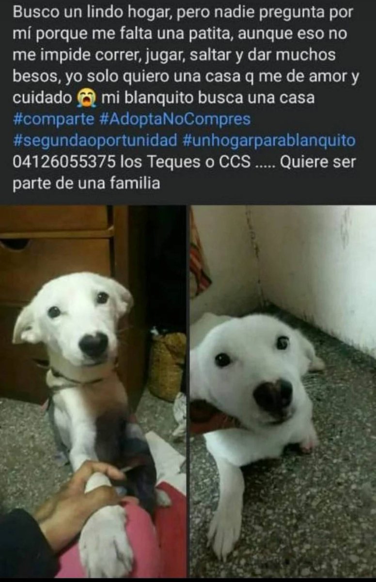 PerroUsuario's tweet image. #UnHogar para Blanquito CARACAS - Los Teques
