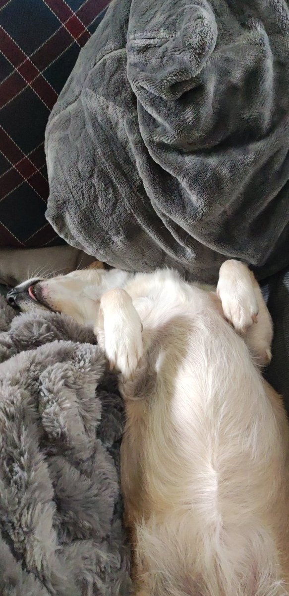 send your pet tweet media