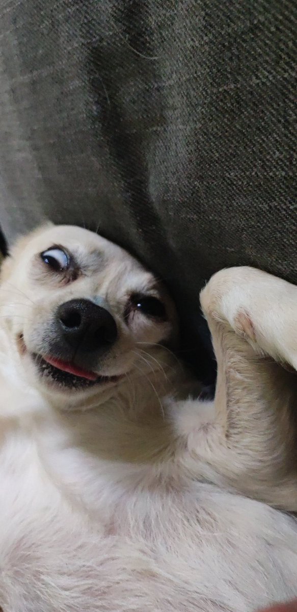 send your pet tweet media
