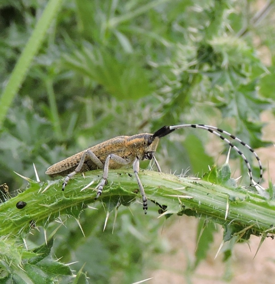 Bit quite my end bird wise. So here's a Golden Bloomed Grey Longhorn Beetle.Looks like he's carrying Porcupine Quills.