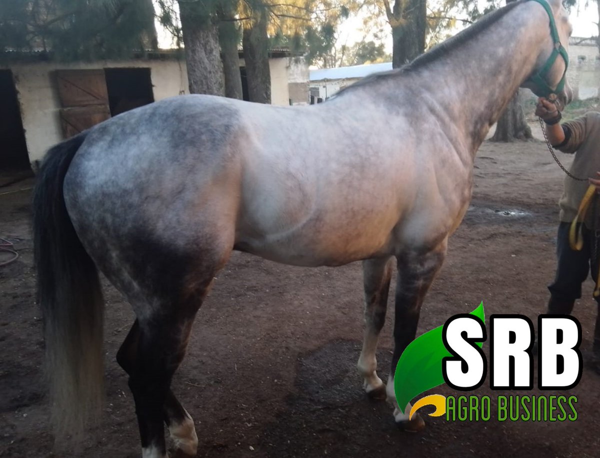 SRBAgroBusiness's tweet photo. Nos dedicamos a la compra y venta de
 CEREALES/GRANOS/MERCADO INTERNO E INTERNACIONAL. 
Comercializamos MAÍZ, SOJA, GIRASOL, FRIJOLES; 
SECTOR EQUINO PURA SANGRES 
para CARRERA, POLO, SALTO y MONTA 
con línea genética y documentación. https://t.co/QYdEIK6QCI
