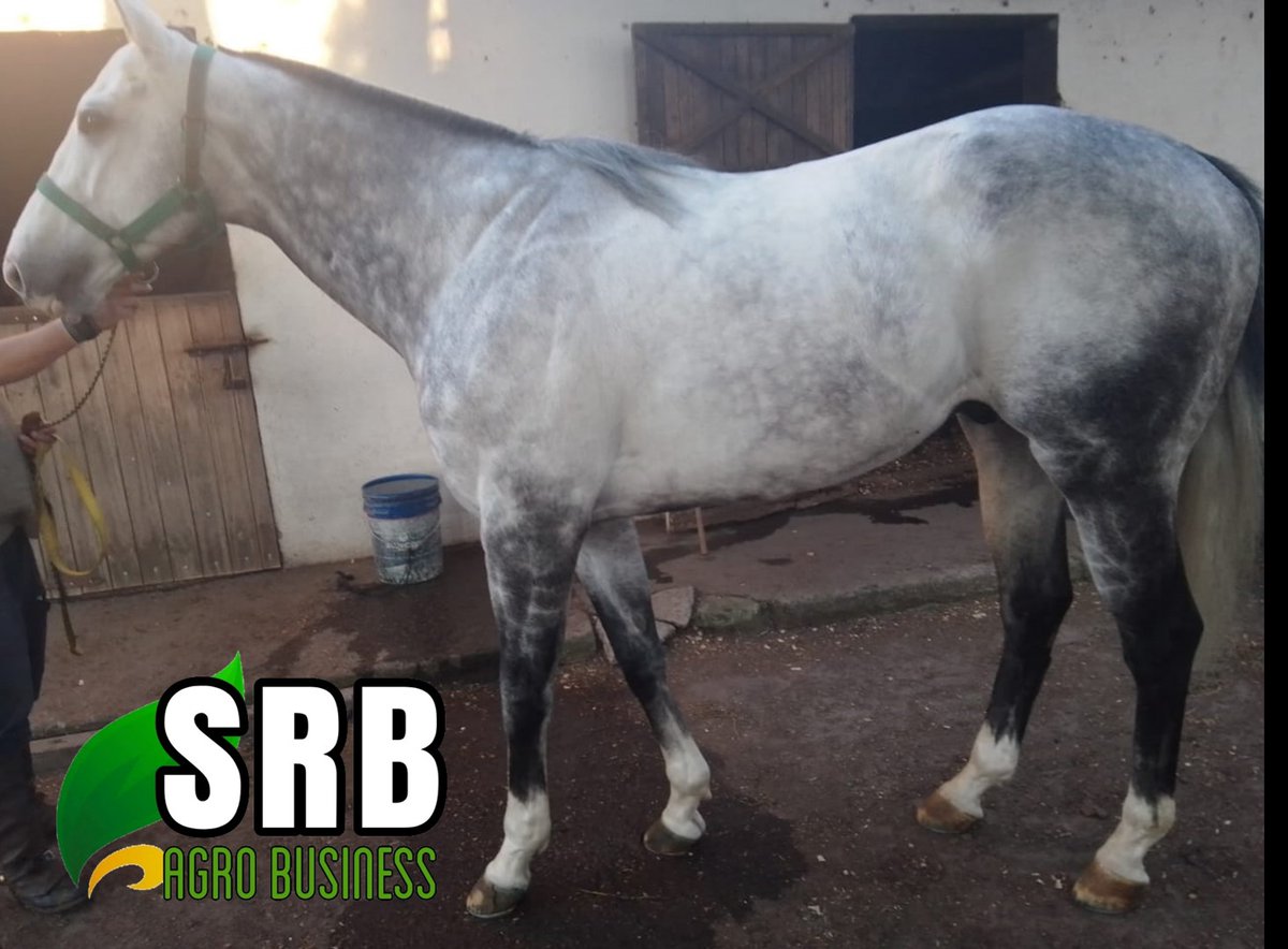 SRBAgroBusiness's tweet photo. Nos dedicamos a la compra y venta de
 CEREALES/GRANOS/MERCADO INTERNO E INTERNACIONAL. 
Comercializamos MAÍZ, SOJA, GIRASOL, FRIJOLES; 
SECTOR EQUINO PURA SANGRES 
para CARRERA, POLO, SALTO y MONTA 
con línea genética y documentación. https://t.co/t7ZYYQn251