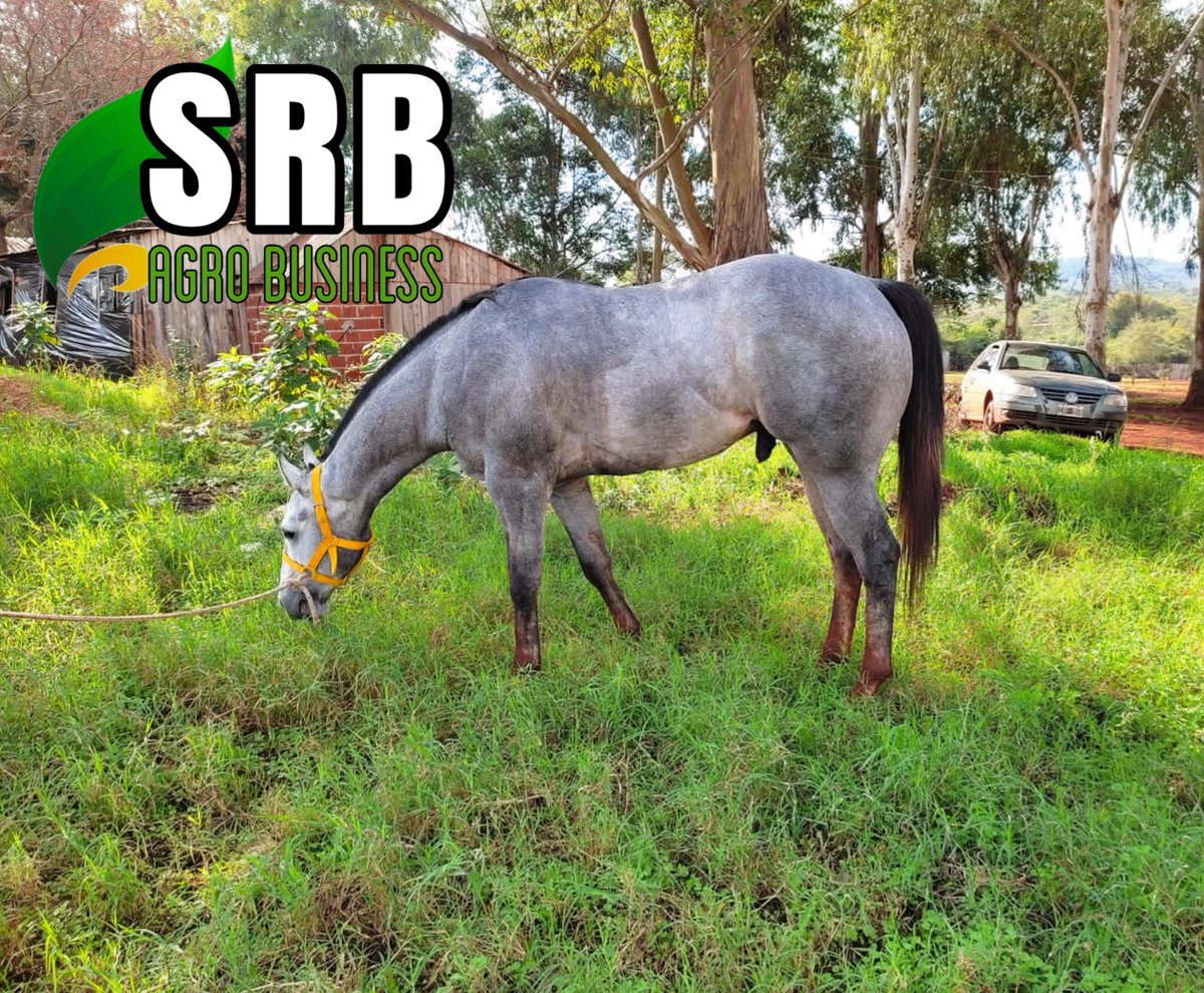 SRBAgroBusiness's tweet photo. Nos dedicamos a la compra y venta de
 CEREALES/GRANOS/MERCADO INTERNO E INTERNACIONAL. 
Comercializamos MAÍZ, SOJA, GIRASOL, FRIJOLES; 
SECTOR EQUINO PURA SANGRES 
para CARRERA, POLO, SALTO y MONTA 
con línea genética y documentación. https://t.co/92qMB3amXY