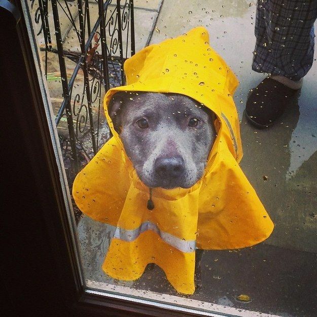 aquenosabes1231's tweet photo. #lluvia
RT CatLovers
🤎 DogLovers https://t.co/XHuVoYtxMb