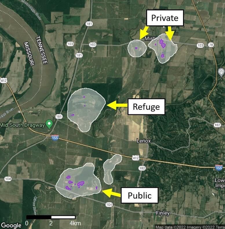 nmasto1's tweet photo. Winter range map of WLR-115-Hen mallard in west TN 2020-2021. She used a “wetland complex” of flooded timber, moist soil, and agriculture on private, public-hunted, and waterfowl refuges. She’s now back in Canada! #duckscience #tnmallardproject @tnwildlife @cjhighwayman https://t.co/vbBz4xeshP