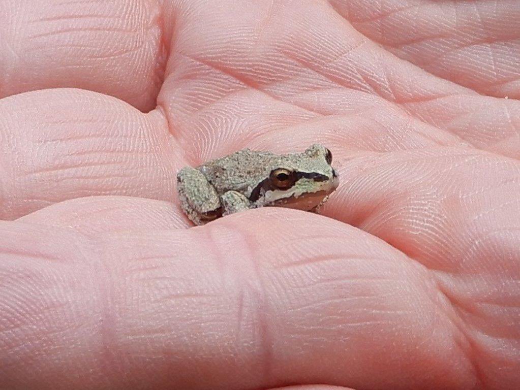 SD67 Indigenous Ed tweet media