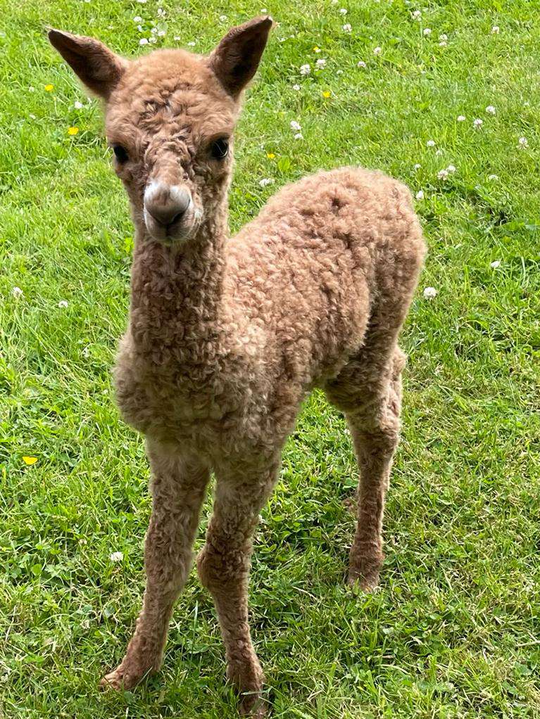 o_gryson's tweet photo. It was great to help deliver the newest member of our alpaca herd yesterday. The little man is doing great today.

Well done to Liz on becoming a first time Mam!

#alpaca https://t.co/Z3RgvlSqJ2