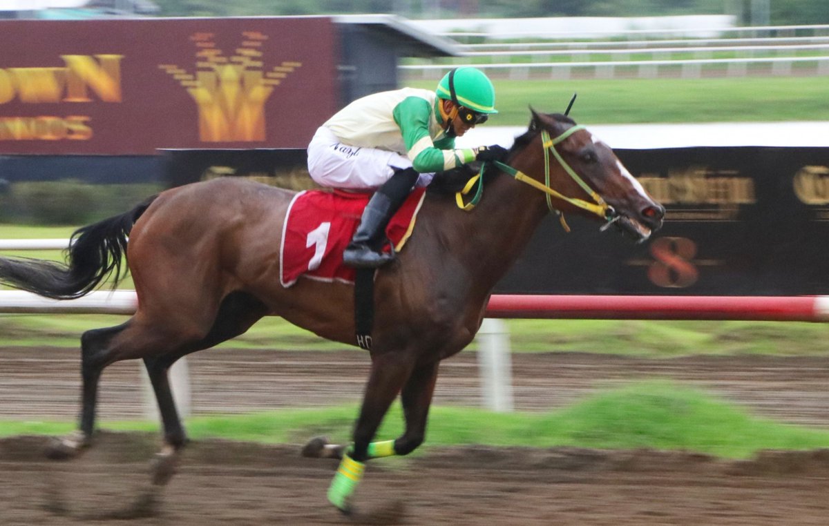 Haras Cerro Punta tweet media